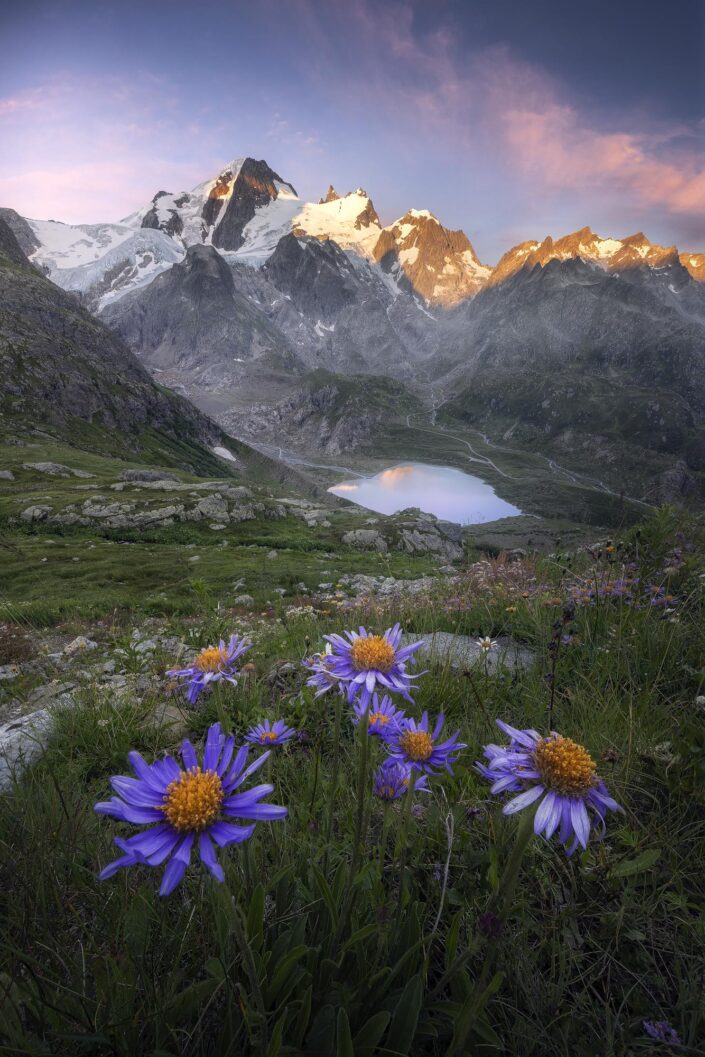 Steingletscher mit Bergsee und Astern, Landschaftsfotografie, Schweiz, Alpen, Bergfotografie, Landschaft, Berge, Geltscher, See, Blumen